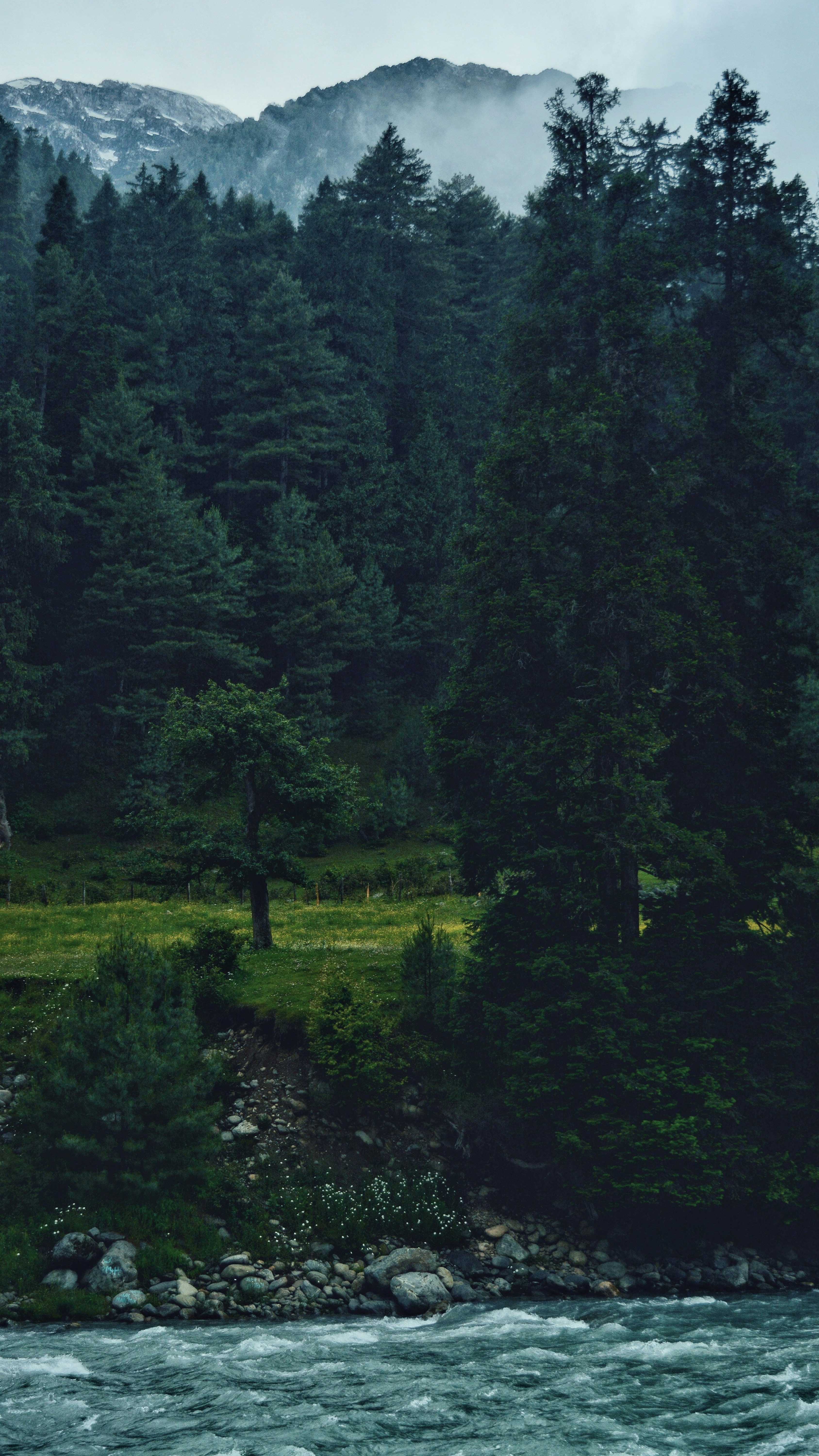 Forest