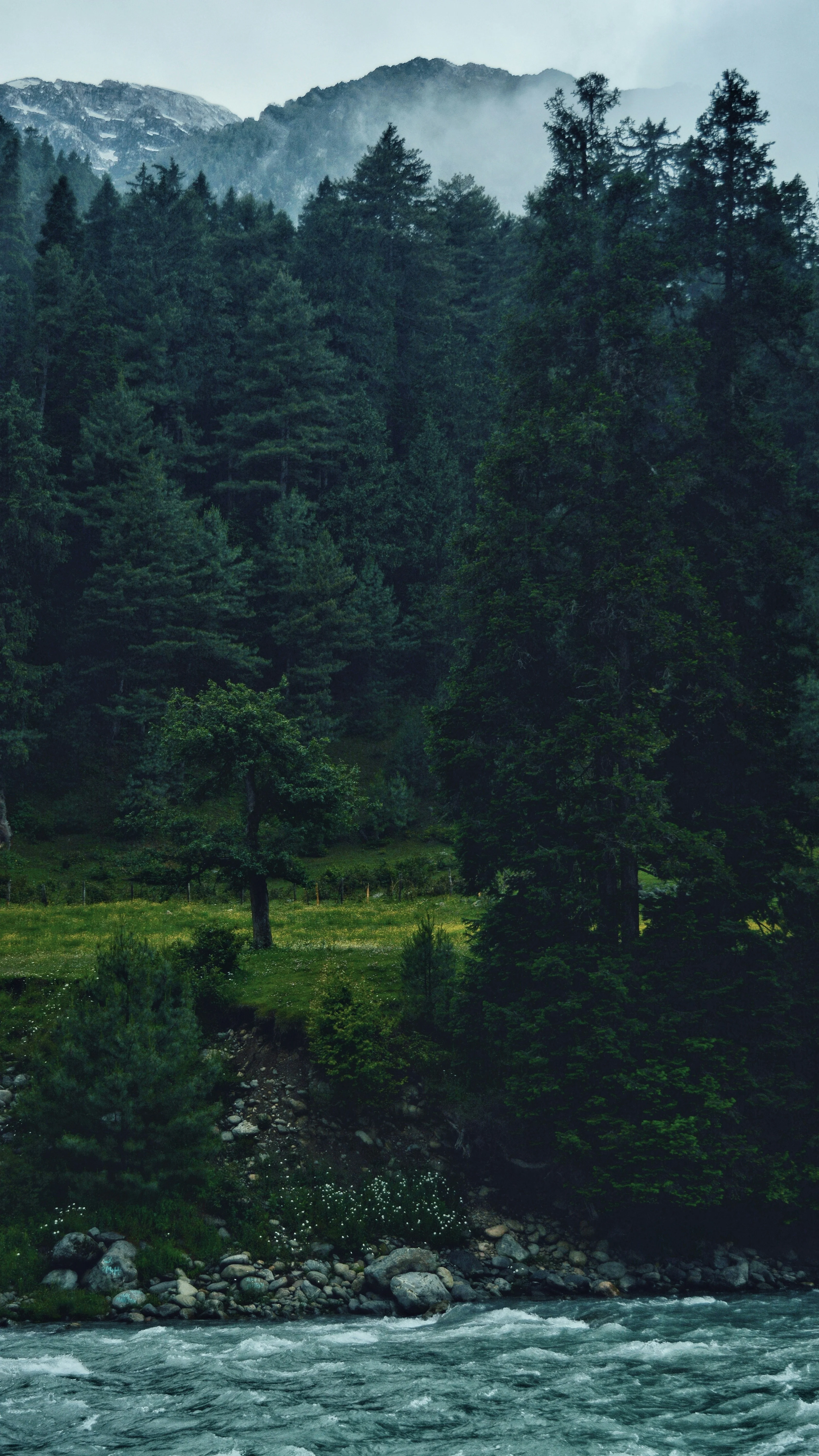 Forest